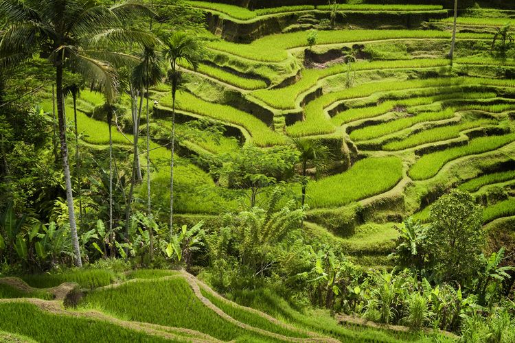 wisata, destinasi wisata, Liburan Sambil Peduli Bumi, Ini 7 Wisata Ramah Lingkungan di Indonesia, 1. Desa Wisata Les, Buleleng, Bali, 2. Desa Wisata Krebet, Bantul, Yogyakarta, 3. Desa Wisata Jatiluwih, Tabanan, Bali, 4. Ekowisata Tangkahan, Langkat, Sumatera Utara, 5. Tambling Wildlife Nature Conservation, Lampung, 6. Taman Nasional Tanjung Puting, Kalimantan Tengah, 7. Pulau Macan Eco Lodge, Kepulauan Seribu