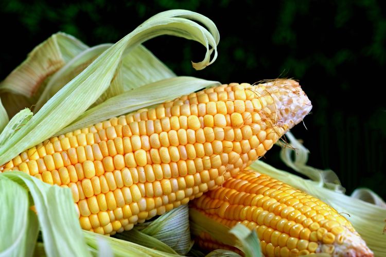 jagung, cara memilih jagung, Cara Memilih dan Menyimpan Jagung Mentah agar Segar dan Tahan Lama, 1. Pilih jagung yang masih utuh, 2. Biji besar, montok, dan tersusun rapat, 3. Tekstur butiran tidak lembek, 4. Tidak terlalu muda atau terlalu tua, 5. Air jagung berwarna putih susu, 1. Jangan simpan jagung di tempat panas, 2. Hindari paparan matahari langsung, 3. Bungkus dengan plastik sebelum disimpan, 4. Jangan kupas kulit jagung sebelum dimasak