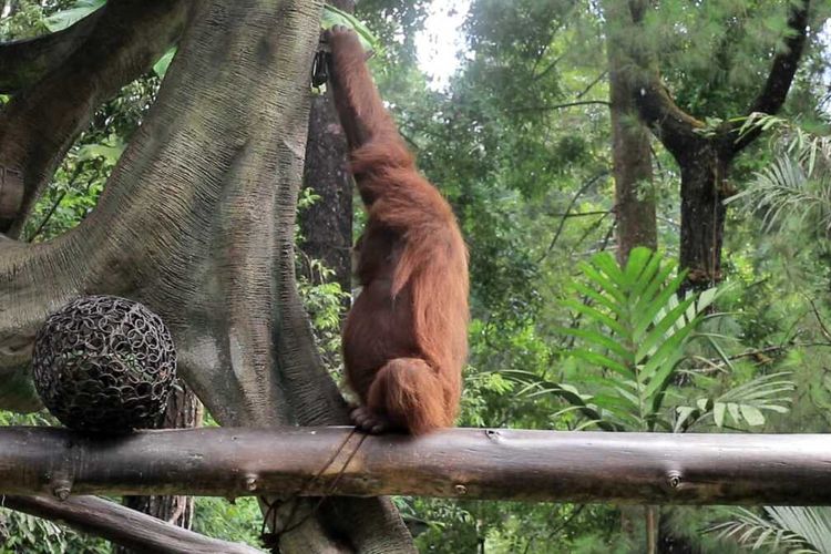 Jepang, Orangutan, Kisah Jennifer, Orangutan Indonesia yang Dijodohkan di Jepang