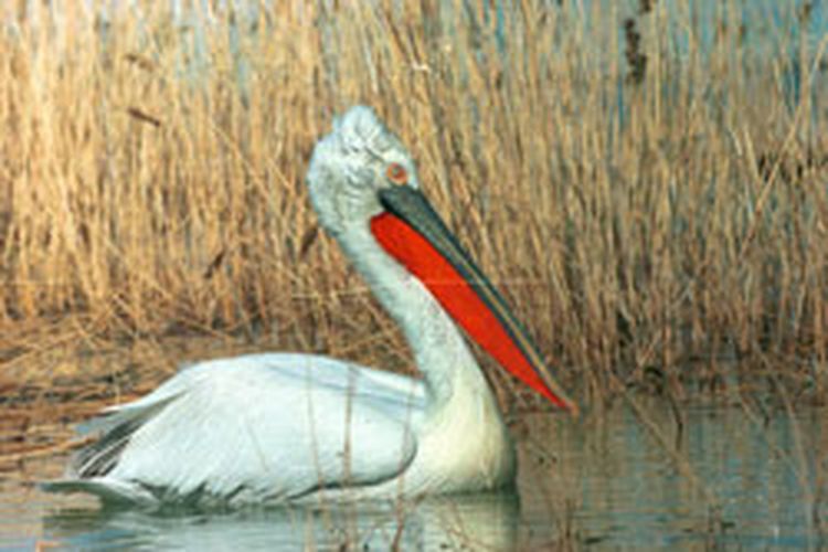 Kazakhstan, 5 Destinasi Wisata Alam Kazakhstan Wajib Dikunjungi, WNI Bebas Visa, 2. Cagar Alam Korgalzhyn, 3. Taman Nasional Altyn-Emel, 4. Taman Nasional Sairam-Ugam, 5. Wilayah Mangistau