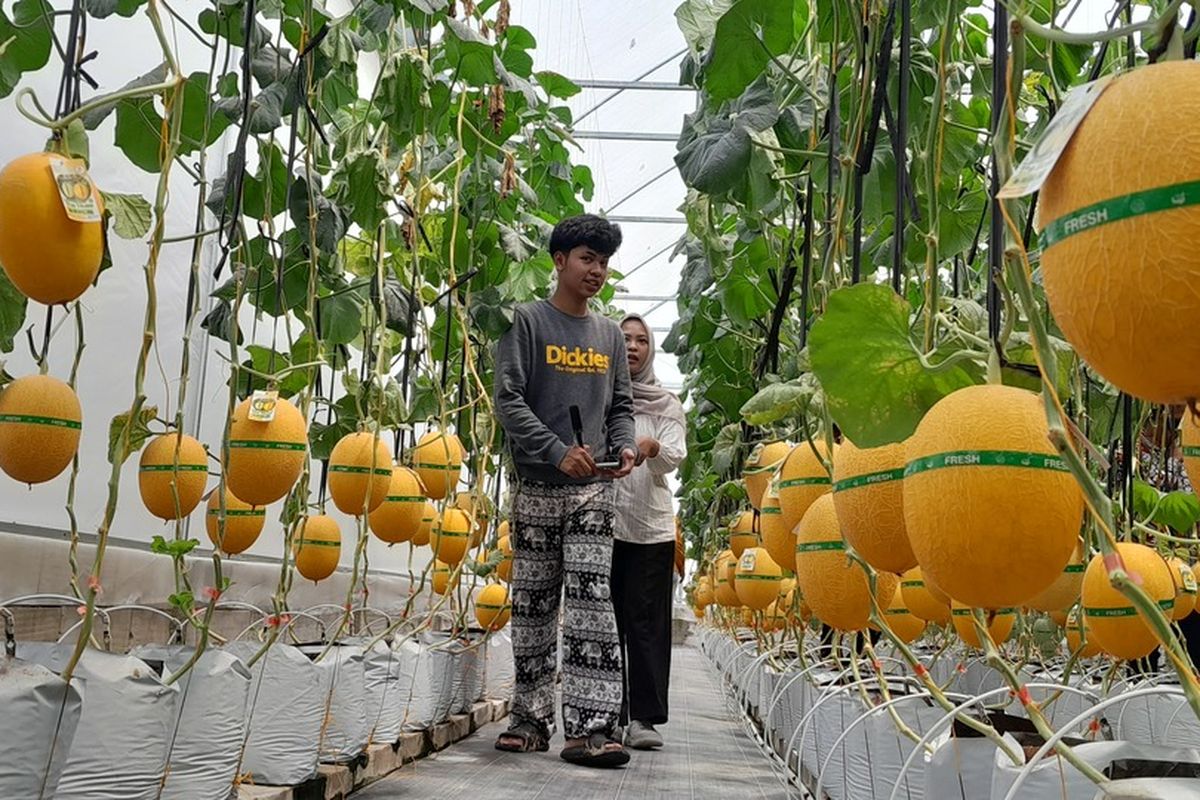 wisata petik melon, Yogyakarta, Wisata Petik Melon di Kulon Progo, Bisa Langsung Makan di Tempat