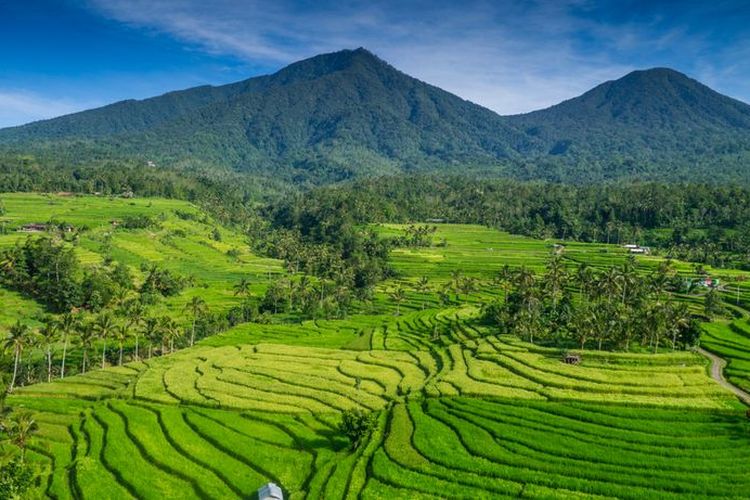 Wisata Bali, wisata alam bali, wisata jatiluwih bali, tempat wisata jatiluwih bali, trekking bali jatiluwih, trekking bali, tempat healing di bali, Trekking di Jatiluwih Bali, Healing Sambil Lihat Sawah mulai Rp 15.000