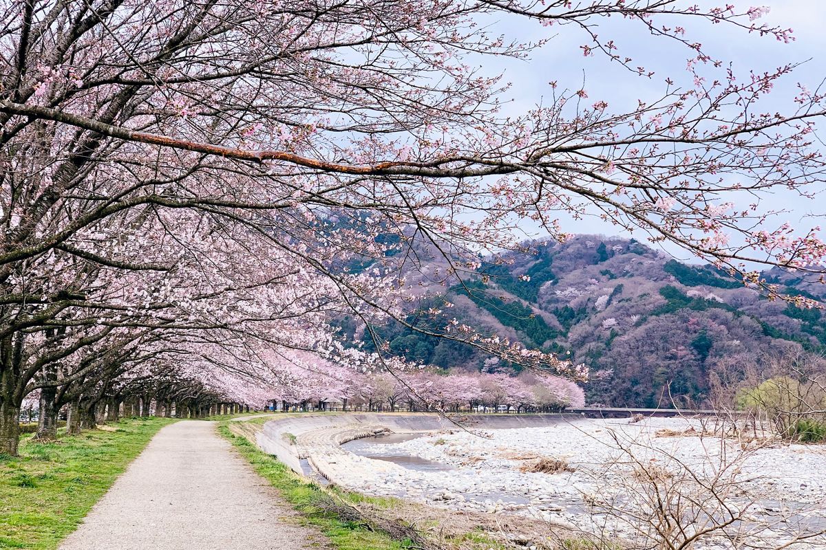 gempa, gempa jepang, Gempa Jepang, Liburan ke Jepang, travel news, Seberapa Aman Wisata ke Jepang Saat Ini Pasca Gempa 7,5 Magnitudo?