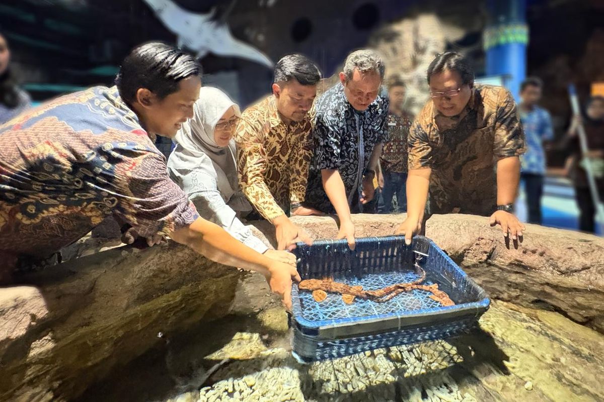 sea World ancol, hiu berjalan halmahera, biota baru di sea world ancol, Biota Baru Sea World Ancol, Ada Ikan Hiu Berjalan Halmahera