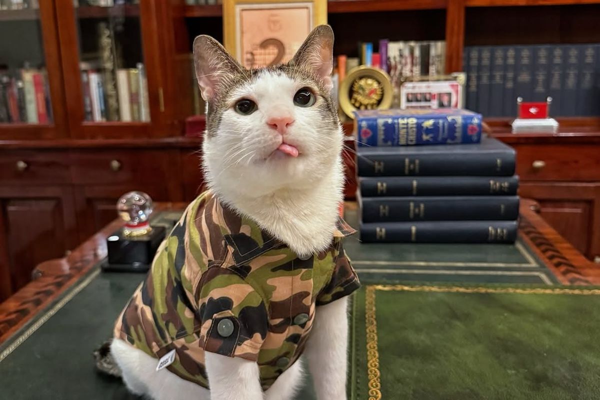 tenun Tanimbar, bobby kertanegara kucing prabowo, hut ke 80 ri, bobby kartanegara, gaya bobby kartanegara, kucing motif batik, 6 Gaya Bobby Kertanegara, Kucing Prabowo yang Selalu Tampil Modis, 1. Gaya militer dengan kemeja loreng, 2. Santai dengan kemeja pastel, 3. Batik merah, 4. Batik ungu, 5. Batik cokelat, 6. Tenun ikat tanimbar