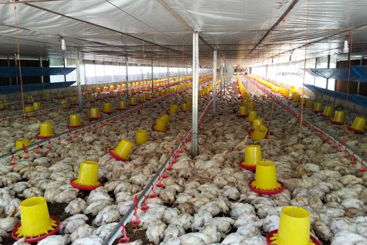 Aceh, Pemadaman listrik, ayam broiler, listrik padam di aceh, 18 Ribu Ayam Mati Akibat Listrik Padam 3 Hari, Peternak di Aceh Tuntut PLN Tanggung Jawab