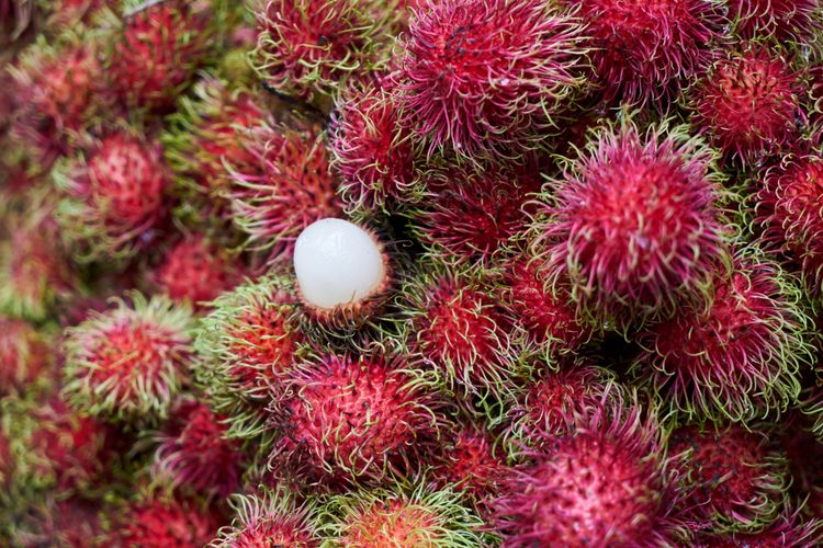 Buah rambutan, cara simpan rambutan agar tahan lama, cara simpan rambutan, buah musiman tropis, 5 Trik Simpan Rambutan agar Kesegarannya Tahan Seminggu, Tak Mudah Berair, 1. Simpan di Kulkas, 2. Hindari Sering Buka-Tutup Kulkas, 3. Jangan Dibiarkan di Suhu Ruangan Terlalu Lama, 4. Biarkan Kulit Rambutan Tetap Utuh, 5. Pilih Rambutan yang Segar Sejak Awal