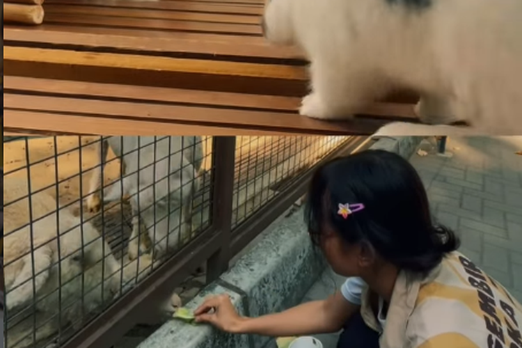 Gembira Loka Zoo Jogja, Harga Tiket Gembira Loka, Ide Wisata Lebaran Bersama Keluarga, Pesona wisata edukatif di Gembira Loka Zoo Jogja, Zona satwa di Gembira Loka Zoo, Wahana rekreasi keluarga dan anak, Lokasi wisata Loka Gembira, Fasilitas wisata untuk pengunjung, Jam buka dan harga tiket masuk Gembira Loka Zoo Maret 2026
