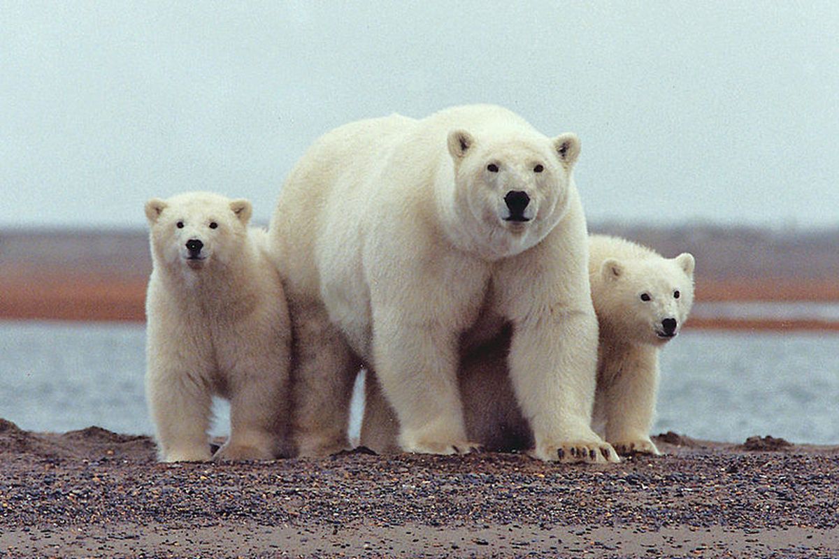 perubahan iklim, beruang kutub, Svalbard, Bukan Makin Kurus, Beruang Kutub Justru Tambah Gendut Saat Es Menyusut Cepat