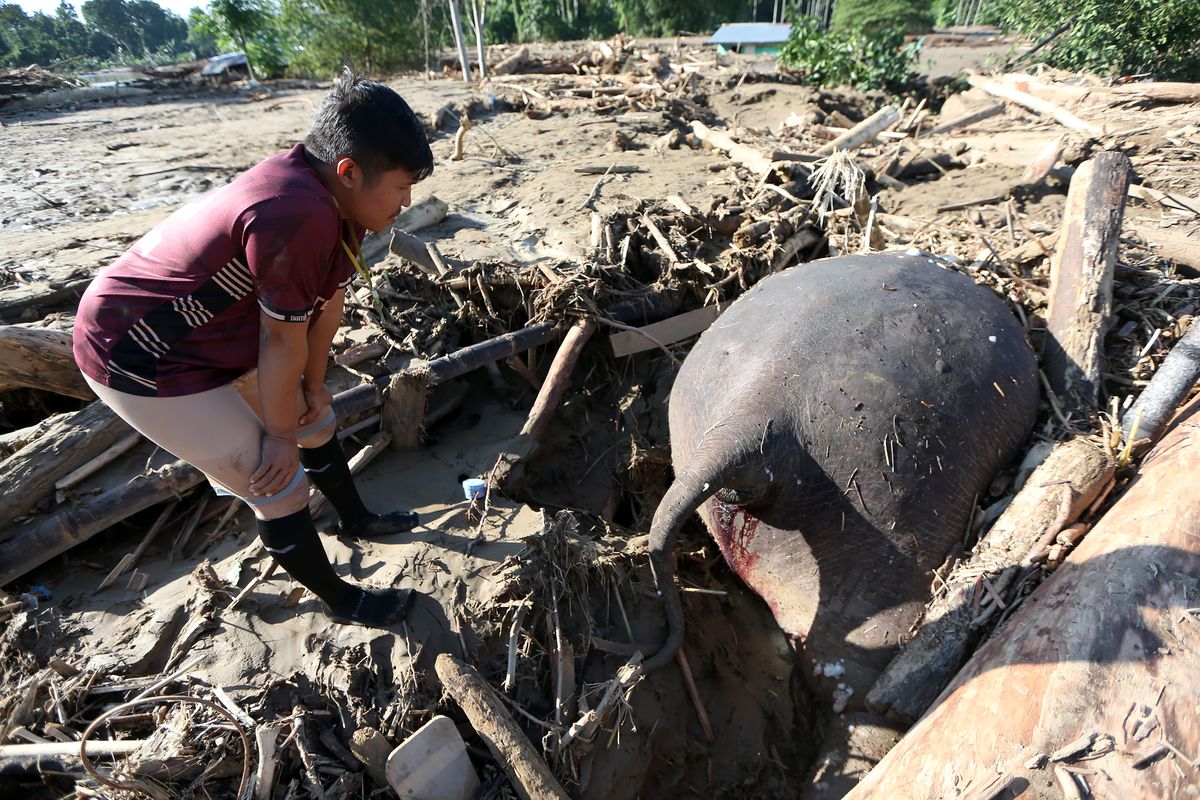 gajah mati, gajah Sumatera, banjir bandang Aceh, Gajah sumatera mati, berita Aceh, tanah longsor aceh, info aceh, berita gajah mati, Gajah Sumatera Ditemukan Mati Usai Banjir Aceh, Kondisi Terjepit Kayu Hutan