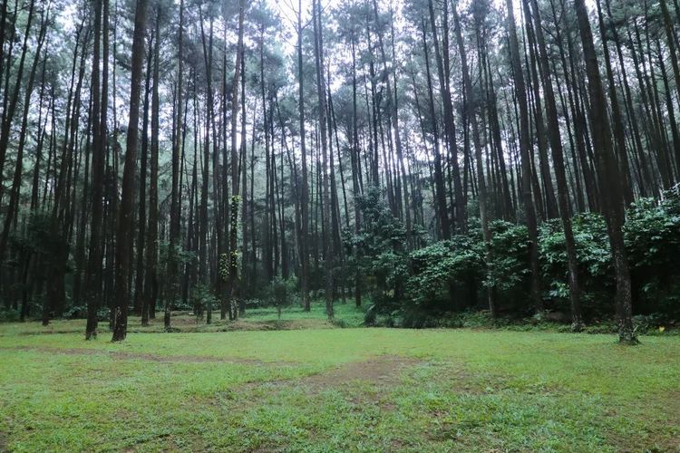 wisata alam, Jakarta, 7 Wisata Alam Dekat Jakarta dengan Panorama Menenangkan, 1. Kebun Raya Bogor, 2. Sentul Bogor, Wisata Curug dan Trekking, 3. Taman Safari Indonesia, Cisarua , 4. Taman Wisata Alam Angke Kapuk , 5. Kepulauan Seribu, Pulau Macan dan Pulau Pari , 6. Gunung Pancar, Sentul , 7. Situ Gede, Bogor 