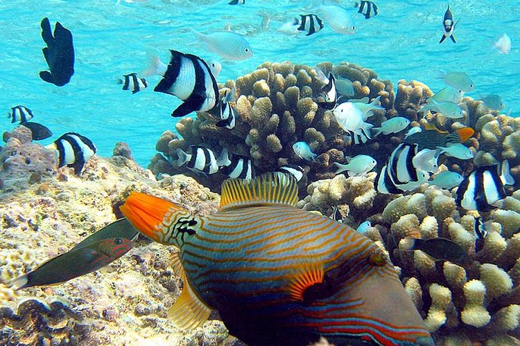 zodiak yang paling sabar, Zodiak apa yang paling sabar, Taurus, taurus, Pisces, Capricorn, capricorn, Virgo, virgo, Cancer, cancer, zodiak apa yang paling sabar, zodiak apakah yang paling sabar, zodiak paling sabar adalah, 5 Zodiak yang Paling Sabar, Ada Pisces, 1. Taurus, 2. Pisces, 3. Capricorn, 4. Virgo, 5. Cancer