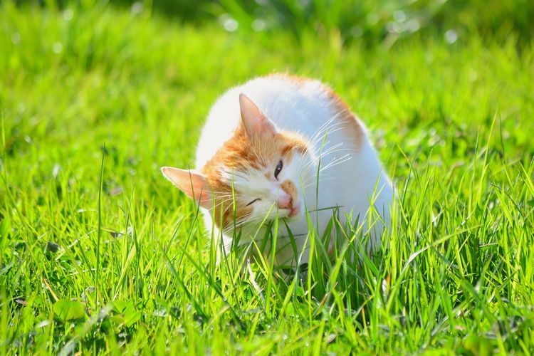 Pulau Kucing, pulau kucing, pulau kucing jakarta, pulai tidung kecil, lokasi pulau kucing jakarta, pulau kucing di jakarta, Mengapa Tidung Kecil Dinilai Paling Cocok Jadi Pulau Kucing Jakarta?