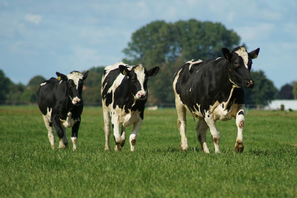 Sapi masuk peron, Sapi masuk peron di Wales, Rombongan Sapi Masuk Peron Bikin Jalur Kereta di Wales Sempat Lumpuh Total