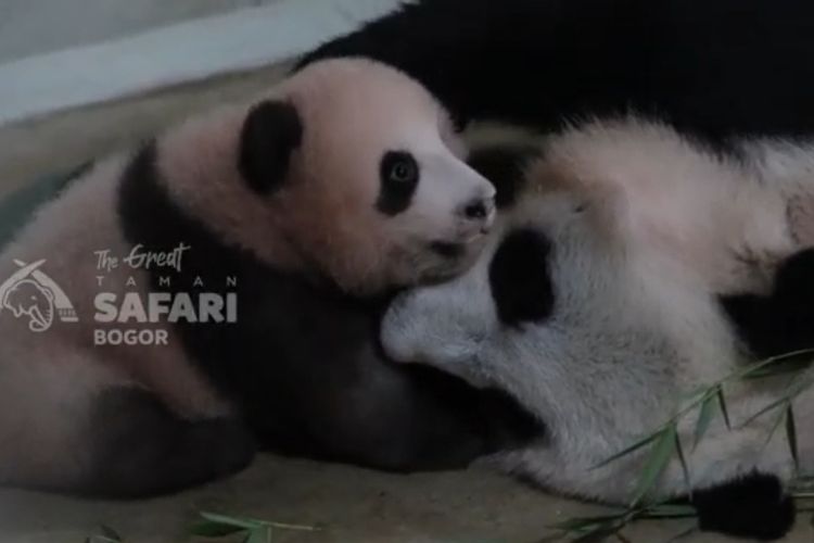 Lucunya Rio Si Bayi Panda yang Diberi Nama oleh Prabowo, Kini Mulai Berjalan