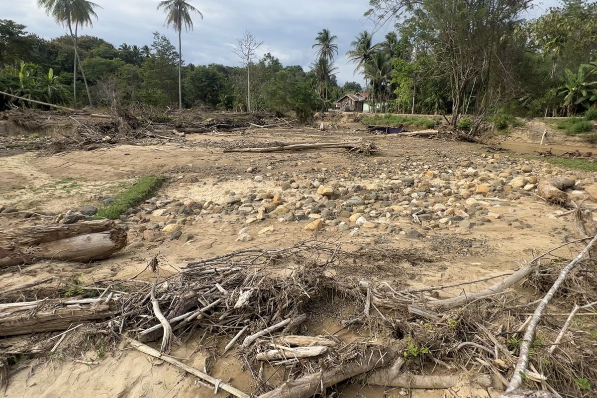 sawah, Aceh, Dana Rp 336 Miliar Disiapkan untuk Genjot Rehabilitasi Sawah Pascabanjir Sumatera