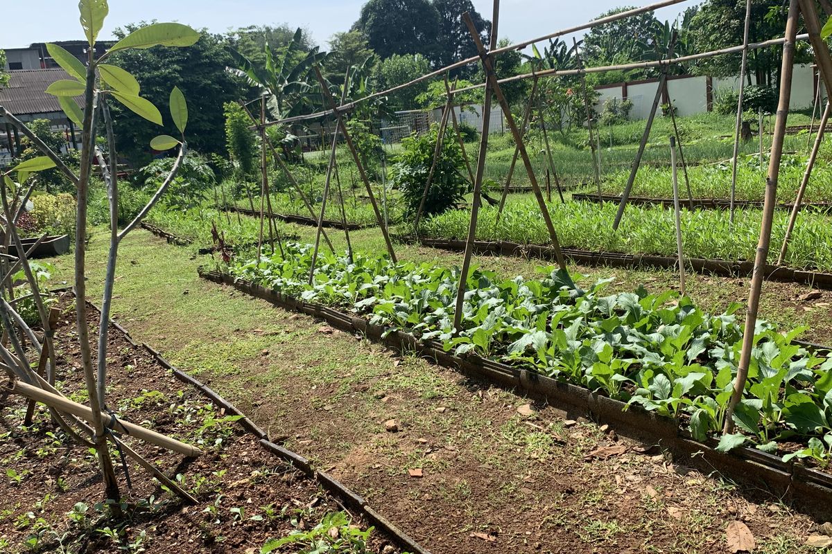 Edufarm Cipayung, RPTRA Payung Tunas Teratai, rptra cipayung jakarta timur, rptra payung tunas teratai, edufarm cipayung, Wisata Alam ala Pedesaan di Tengah Kota Jakarta, Mampir Edufarm Cipayung