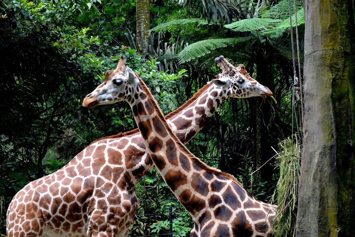 Harga Tiket Masuk Taman Safari Bogor Selama Libur Lebaran 2026