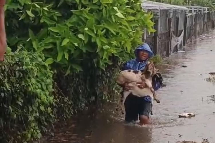 Bali, banjir, korban banjir, Banjir Bali, korban banjir bali, bali banjir bandang, bali banjir 2025, bali banjir, Banjir Bali 10 Oktober 2025, Kisah Pilu Korban Banjir Bali, Ibu dan Bayi Bertahan 5 Jam di Atas Plafon Menunggu Evakuasi, Kisah Saimah dan Keluarga Bertahan di Atas Plafon, Kisah Kadek Aris: Rumah Luluh Lantak, Data Posko Pengungsi Banjir di Denpasar dan Jembrana, BNPB: Curah Hujan Ekstrem Tak Terprediksi, Status Tanggap Darurat dan Bantuan Pemerintah, Tantangan bagi Warga Ngekos