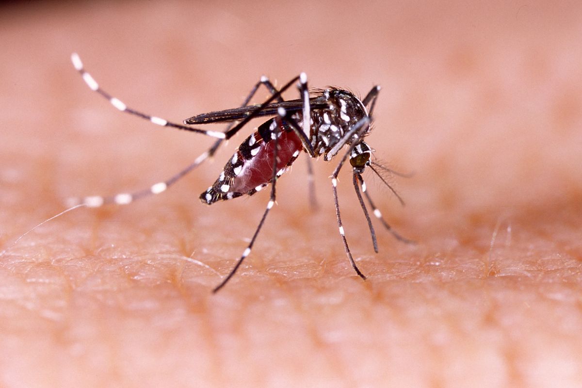 Demam Berdarah, demam berdarah, Demam Berdarah Dengue, demam berdarah dengue, Demam berdarah, hari dbd asean, Peringatan Hari DBD ASEAN Setiap 15 Juni, Indonesia Jadi Pelopornya, Demam berdarah klasik, Dengue Hemorrhagic Fever, Dengue shock syndrome, Penanganan DBD ringan di rumah, Pencegahan DBD