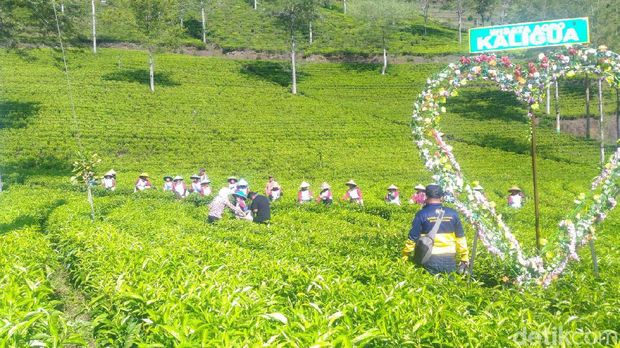 Array,Rute Menuju Kebun Teh Kaligua: Daya Tarik, HTM, dan Jam Buka