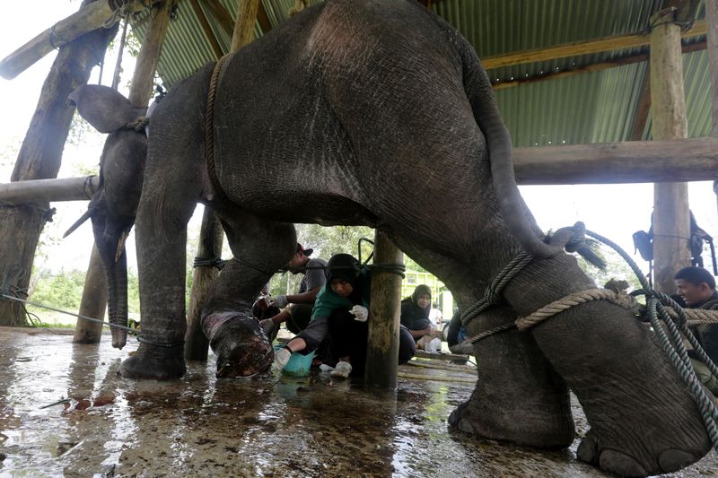 Fakta-Fakta PLG Saree, Rumah Empat Gajah yang Bersihkan Puing Banjir di Aceh, 1. Pusat Konservasi dan Latihan Gajah Sumatera, 2. Respons Konflik Antar Satwa-Manusia, 3. Destinasi Wisata Edukasi, 4. Berkontribusi dalam Penanggulangan Bencana
