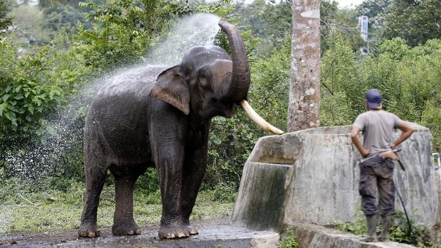 Fakta-Fakta PLG Saree, Rumah Empat Gajah yang Bersihkan Puing Banjir di Aceh, 1. Pusat Konservasi dan Latihan Gajah Sumatera, 2. Respons Konflik Antar Satwa-Manusia, 3. Destinasi Wisata Edukasi, 4. Berkontribusi dalam Penanggulangan Bencana