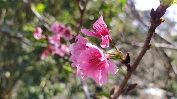 Array,Jalan-jalan di Kebun Raya Cibodas, Bisa Lihat Bunga Bangkai hingga Sakura