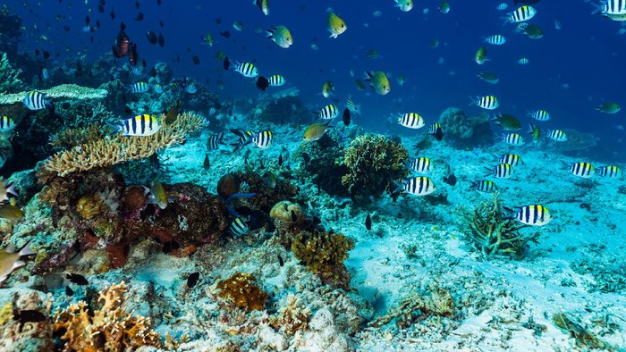 5 Aktivitas Menarik di Sumbawa yang Mesti Dicoba Sekali Seumur Hidup, 1. Snorkeling di Tanjung Menangis, 2. Snorkeling dan Menyelam di Pulau Moyo, 3. Menjelajahi Air Terjun Mata Jitu, 4. Menelusuri Sumbawa Cultural Heritage, 5. Berenang bersama Whale Shark