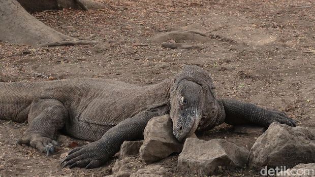 Array,Labuan Bajo, Pesona Surga Tersembunyi di Indonesia