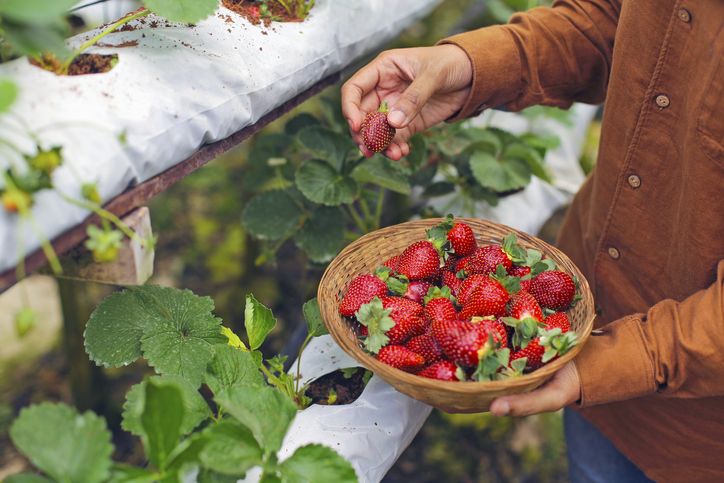 Healing di Tengah Kebun: Spot Hidden Gem di Bawah Rp 200 Ribu, 1. Museum di Tengah Kebun, 2. Agrowisata Tepas Papandayan (ATP), 3. Taman Bunga Vimala Hills Bogor, 4. Bukit Strawberry Lembang, 5. Kebun Teh Cianten