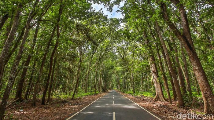 Array,Misteri Alas Purwo, Hutan Tertua di Pulau Jawa