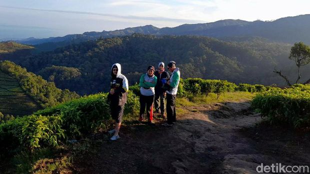Array,Rute Menuju Kebun Teh Kaligua: Daya Tarik, HTM, dan Jam Buka