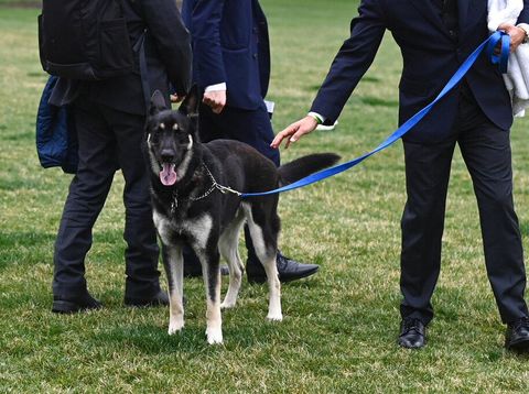 Array,8 Arti Mimpi Dikejar Anjing, Ada Rasa Takut hingga Trauma dalam Hidup