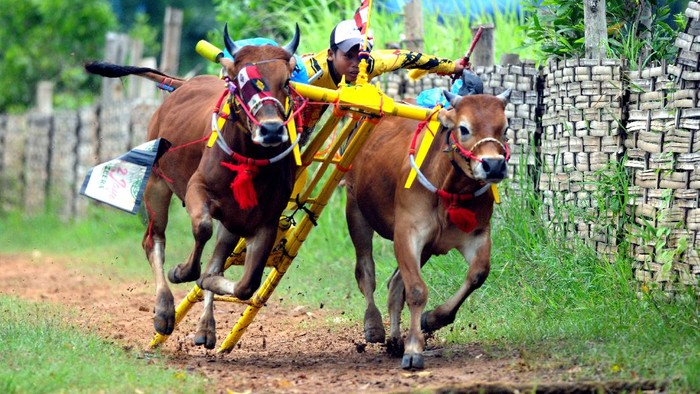 Mengenal Budaya Madura, Tradisi Unik dan Keindahan Kesenian Lokal, 1. Karapan Sapi, 2. Carok, 3. Rokat, 4. Toktok