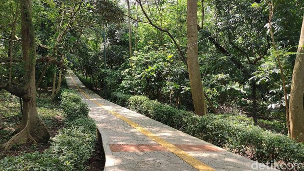 Panduan ke Hutan Kota Srengseng: Sejarah, Jam Buka, hingga Fasilitasnya, Sejarah Hutan Kota Srengseng, Cara ke Hutan Kota Srengseng, Jam Buka dan Tiket Masuk Hutan Kota Srengseng, Fasilitas di Hutan Kota Srengseng, Aktivitas yang Bisa Dilakukan di Hutan Kota Srengseng