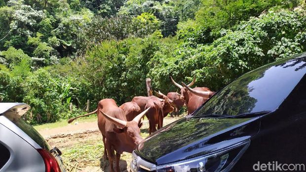 7 Spot Wisata Viral Bogor buat Healing Akhir Pekan, 1. Papa Dino Puncak, 2. Goa Lalay, 3. Villa Khayangan, 4. Fishing Valley Bogor, 5. Telaga Saat, 6. Minimania Puncak, 7. Taman Safari Bogor