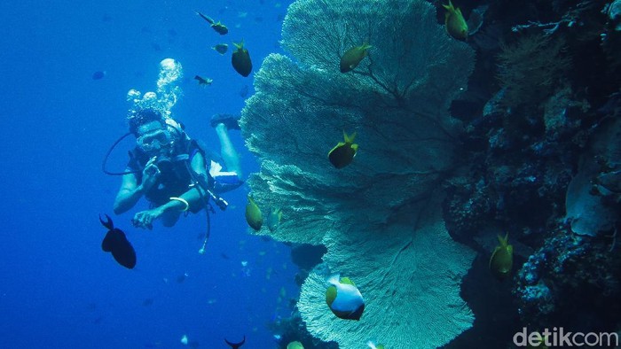 Array,Indahnya Wisata Alam di Wakatobi, Hidden Gem buat Healing & Nyantai