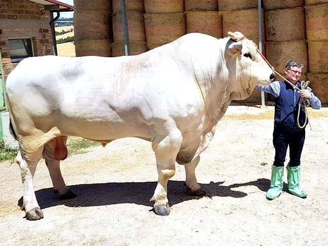 Array,Bukan Sapi Limosin! Ini Chianina Jenis Sapi Terbesar di Dunia