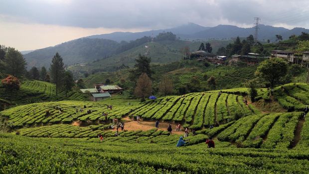 5 Rekomendasi Liburan Singkat Akhir Pekan Budget di Bawah Rp 500 Ribu, 1. Kebun Raya Bogor dan Jalan Suryakencana, 2. Museum Hopping, 3. Kawasan Puncak, 4. Taman-taman Jakarta, 5. Kota Tua Jakarta