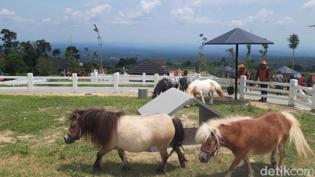 Array,Baru! Cimory Bikin Cepogo Cheese Park di Boyolali