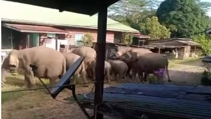 7 Pusat Konservasi Gajah di Indonesia, Kondisinya Ada yang Tak Baik-baik Saja, 1. Taman Nasional Way Kambas, Lampung, 2. Tangkahan, Sumatera Utara, 3. Nunukan, Kalimantan Utara, 4. Taman Nasional Tesso Nilo, Riau, 5. Pusat Latihan Gajah Minas, Riau, 6. Pusat Latihan Gajah Sebanga, Riau, 7. Pusat Latihan Gajah Saree, Aceh