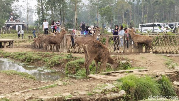 Panduan Wisata Bandung: Dari Alam Hingga Urban, Lengkap!, 1. Ranca Upas, 2. Kawah Putih, 3. Dago Dreampark, 4. Tangkuban Perahu, 5. Orchid Forest Cikole, 6. Tebing Keraton, 7. Situ Patenggang, 1. Trans Studio Bandung, 2. Gedung Sate, 3. Museum Geologi, 4. Jalan Braga, 5. The Great Asia Africa, 6. Pandora Experience Bandung, 7. Wahoo Waterworld