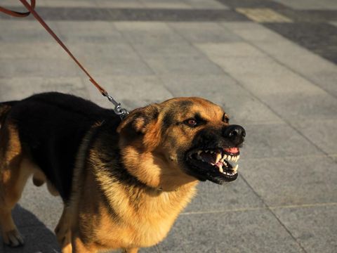Array,8 Arti Mimpi Dikejar Anjing, Ada Rasa Takut hingga Trauma dalam Hidup