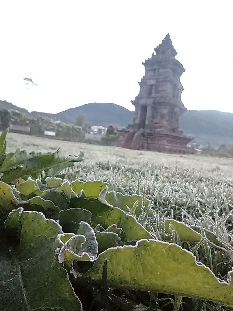 Array,Pesona Embun Es Arjuna Keindahan Alam Bak Negeri Dongeng di Jawa Tengah
