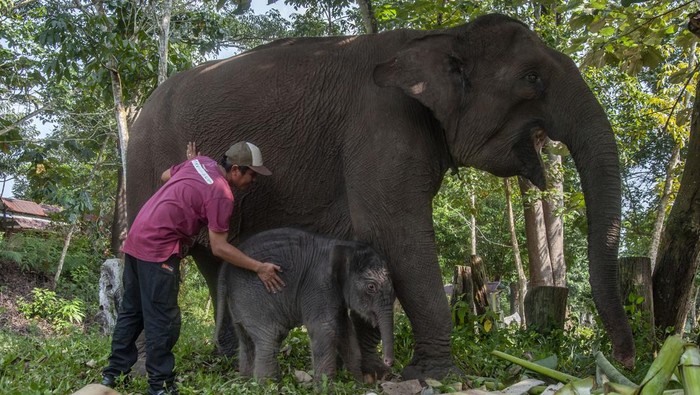7 Pusat Konservasi Gajah di Indonesia, Kondisinya Ada yang Tak Baik-baik Saja, 1. Taman Nasional Way Kambas, Lampung, 2. Tangkahan, Sumatera Utara, 3. Nunukan, Kalimantan Utara, 4. Taman Nasional Tesso Nilo, Riau, 5. Pusat Latihan Gajah Minas, Riau, 6. Pusat Latihan Gajah Sebanga, Riau, 7. Pusat Latihan Gajah Saree, Aceh