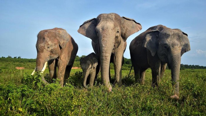 7 Pusat Konservasi Gajah di Indonesia, Kondisinya Ada yang Tak Baik-baik Saja, 1. Taman Nasional Way Kambas, Lampung, 2. Tangkahan, Sumatera Utara, 3. Nunukan, Kalimantan Utara, 4. Taman Nasional Tesso Nilo, Riau, 5. Pusat Latihan Gajah Minas, Riau, 6. Pusat Latihan Gajah Sebanga, Riau, 7. Pusat Latihan Gajah Saree, Aceh