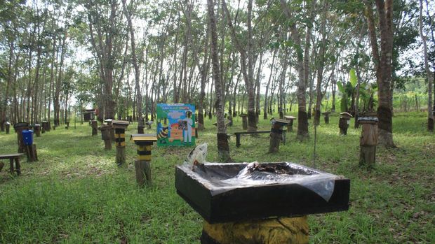 Array,Kebun Kelulut Sangatta, Sensasi Menyesap Madu Langsung dari Sarang Trigona