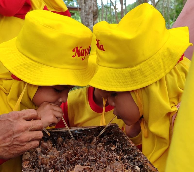 Array,Kebun Kelulut Sangatta, Sensasi Menyesap Madu Langsung dari Sarang Trigona