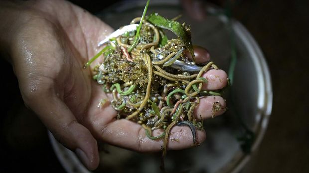 Array,Bau Nyale Lombok dan Putri Mandalika, Tradisi Berburu Cacing Laut khas NTB